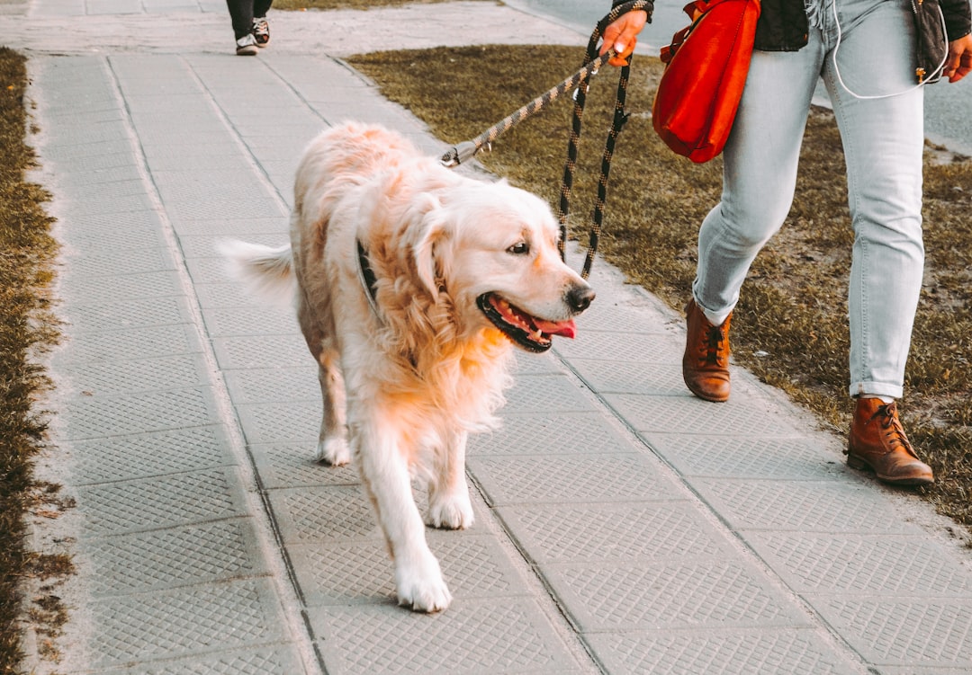 A handler walking with an individually trained service dog