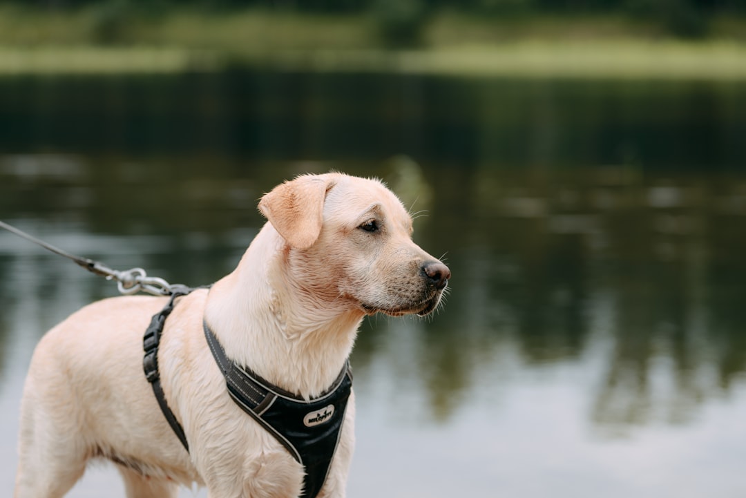 Service dog in vest